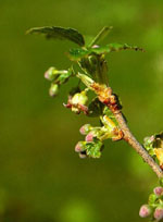 MSA RIBES NIGRUM 50 ML - farmascienza.it