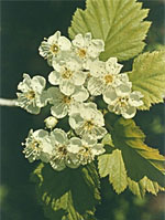 MSA CRATAEGUS OXYACA 50 ML - farmascienza.it