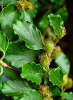 MSA FAGUS SYLVATICA 50 ML - farmascienza.it
