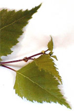 MSA BETULA VERRUCOSA 50 ML - farmascienza.it