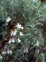 MSA ROSMARINUS OFFIC 50 ML - farmascienza.it