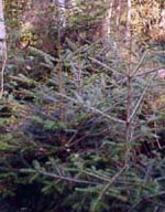 MSA ABIES PECTINATA 50 ML - farmascienza.it