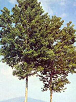MSA POPULUS NIGRA 50 ML - farmascienza.it