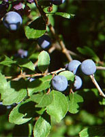 MSA PRUNUS SPINOSA 50 ML - farmascienza.it