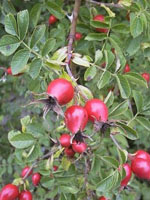 MSA ROSA CANINA 50 ML - farmascienza.it