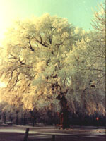 MSA ULMUS CAMPESTRIS 50 ML - farmascienza.it