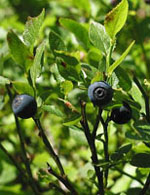 MSA VACCINIUM MYRTIL 50 ML - farmascienza.it