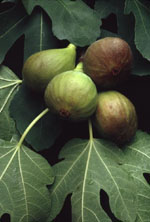 MSA FICUS CARICA 50 ML - farmascienza.it