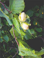 MSA CORYLUS AVELLANA 50 ML - farmascienza.it