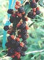 MSA RUBUS FRUCTICOSU 50 ML - farmascienza.it