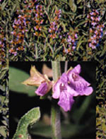 TSA SALVIA OFFICINALIS 50 ML - farmascienza.it