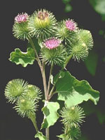 TSA ARCTIUM LAPPA 50 ML - farmascienza.it