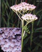 TSA ACHILLEA MILLEFOGLIE 50 ML - farmascienza.it