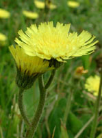 TSA HIERACIUM PILOSELLA 50 ML - farmascienza.it