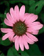 TSA ECHINACEA ANGUSTIFOLIA50 ML - farmascienza.it