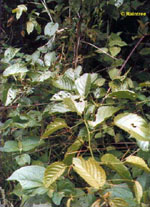 TSA UNCARIA TOMENTOSA 50 ML - farmascienza.it