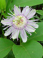 TSA PASSIFLORA INCARNATA 50 ML - farmascienza.it