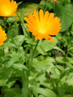 TSA CALENDULA OFFICINALIS 50 ML - farmascienza.it