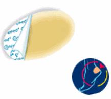 COMPEED VESCICHE CEROTTI FORMATO MEDIO 5 PEZZI - farmascienza.it