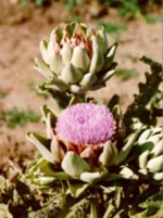 TSA CYNARA SCOLYMUS 50 ML - farmascienza.it