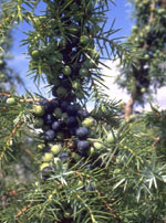 TSA JUNIPERUS COMMUNIS 50 ML - farmascienza.it