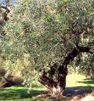 TSA OLEA EUROPEA 50 ML - farmascienza.it