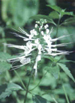 TSA ORTHOSIPHON STAMINEUS 50 ML - farmascienza.it