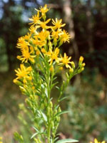 TSA SOLIDAGO VIRGAUREA 50 ML - farmascienza.it
