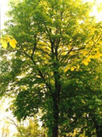 TSA TILIA EUROPEA 50 ML - farmascienza.it