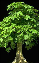 MSA ACER CAMPESTRE 50 ML - farmascienza.it