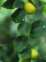 MSA CITRUS LIMONUM 50 ML - farmascienza.it