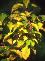 MSA CORNUS SANGUINEA 50 ML - farmascienza.it