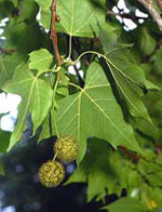 MSA PLATANUS ORIENTA 50 ML - farmascienza.it