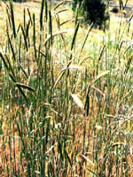 MSA SECALE CEREALE 50 ML - farmascienza.it