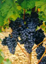 MSA VITIS VINIFERA 50 ML - farmascienza.it