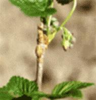 RIBES NE S IGLIC 50ML - farmascienza.it