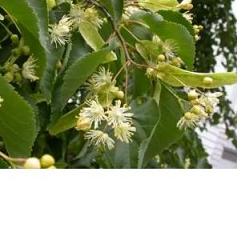 EIE TIGLIO 30 ML GOCCE - farmascienza.it