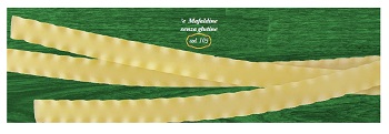 E MAFALDINE 500 G - farmascienza.it